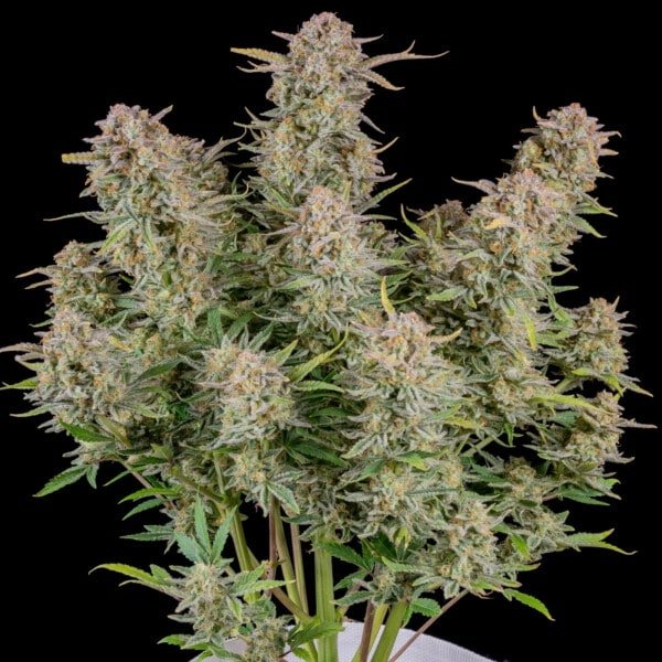 Bruce Banner Auto Fast Buds 420 1