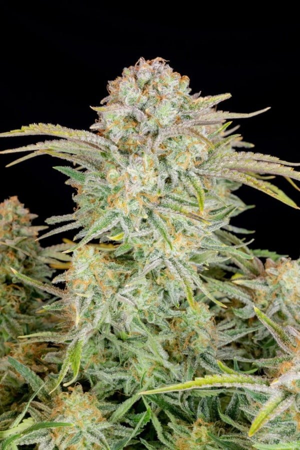 Bruce Banner Auto Fast Buds 420 3
