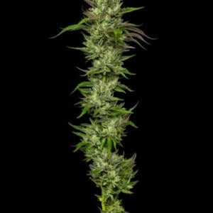 Collie Man Kush Feminized Humboldt Seed Company Annibale Seedshop