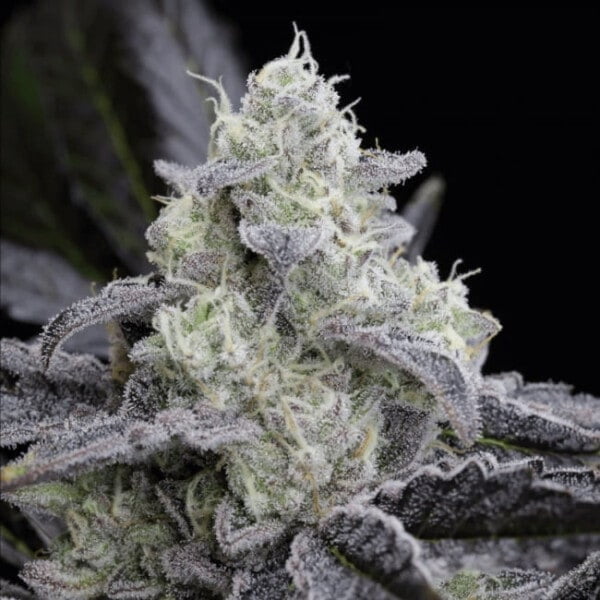 L.a. Vanilla Cake Feminized Cannabis Seeds Genetics Silent Seeds Indoor growers should veg. for three weeks maximum if plants aren't to outgrow their environment. Careful attention in the form of SCRoG, SoG, FIMming, super-cropping and lolli-popping will pay handsome dividends come harvest time. In a 60 - 65 days flowering period yields of 550 - 600 gr/2 should be obtained. Buds are hard and compact. When cultivated outdoors, L.A. Vanilla Cake plants can grow to be as tall as 300 cm. with yields to match. Harvests of 1300 - 1500 gr/plant is not uncommon with northern hemisphere crops ready in the second half of October. Plants show purple and blue shades near maturity and the amount of resin produced contrasts well against the backdrop of the buds and foliage. A creamy, sweet pastry aroma seduces the nose while flavours are sweet and fruity. THC production is betwen 20 - 25% with under 2% CBD. The effect is powerful and long-lasting, cerebral at first and then evolving into a more relaxed sensation.