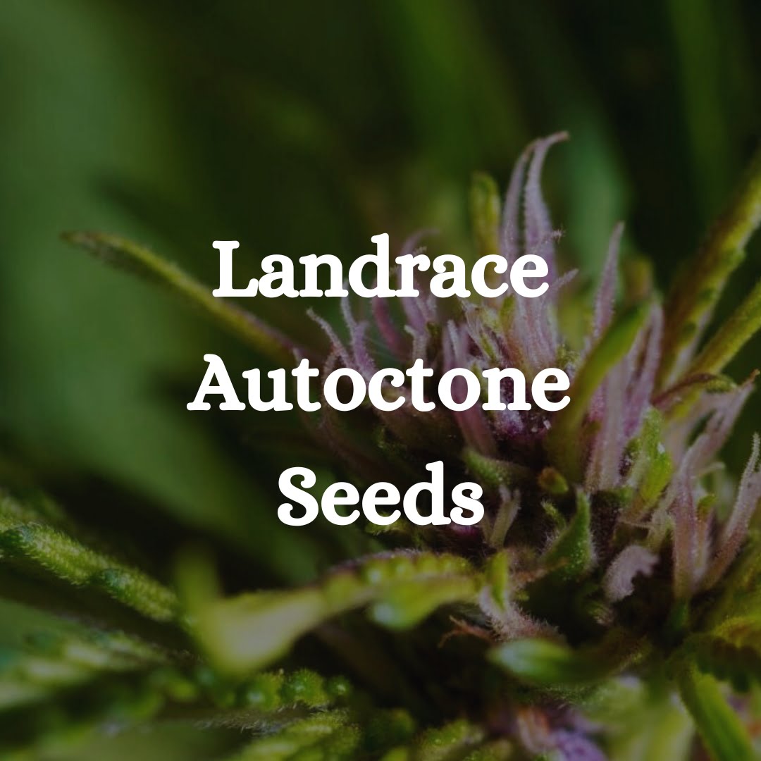 Landrace Seeds