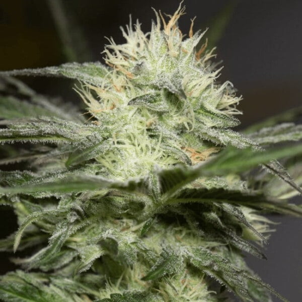 Lemon Sorbet Feminized Cannabis Seeds Genetics Silent Seeds