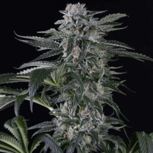 Moby Dick Autoflowering Feminized Cannabis Seeds Genetics Silent Seeds