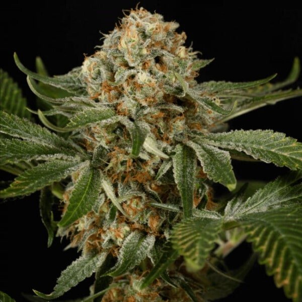 Og Kush Feminized Cannabis Seeds Genetics Silent Seeds