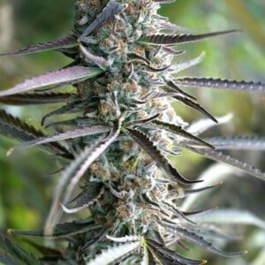 Pineapple Chem Autofiorente Humboldt Seeds Organization 1