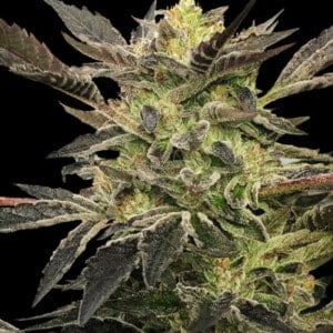 Pink Sunset Autoflowering Feminized Sherbinski Cannabis Seeds Genetics Silent Seeds