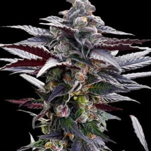 Pink Sunset Feminized Sherbinski Cannabis Seeds Genetics Silent Seeds