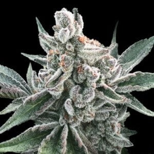 Polar Gelato Autoflowering Feminized Sherbinski Cannabis Seeds Genetics Silent Seeds