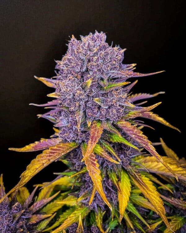 Purple Lemonade Auto Fast Buds 420 3