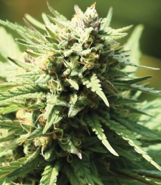 Slightly Stoopid Fruits Feminized Humboldt Seed Company Annibale Seedshop 1