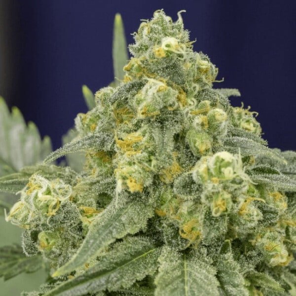 White Widow Feminized Cannabis Seeds Genetics Silent Seeds