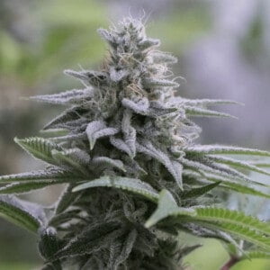 Zkittlez 2.0 Feminized Cannabis Seeds Genetics Silent Seeds