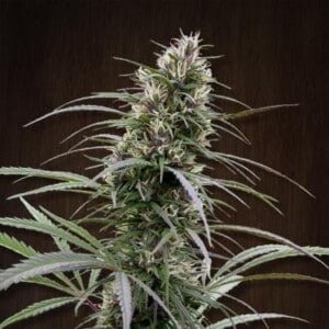 Ace Seeds Congo Feminized Annibale Seedshop 1