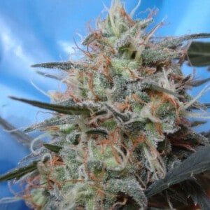 Ace Seeds Congo Kali China Feminized Annibale Seedshop