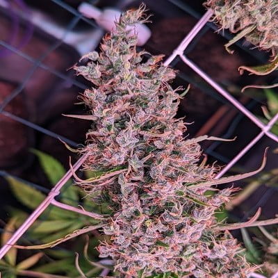 Ace Seeds Golden Tiger 3 Edition Limited Feminized Annibale Seedshop
