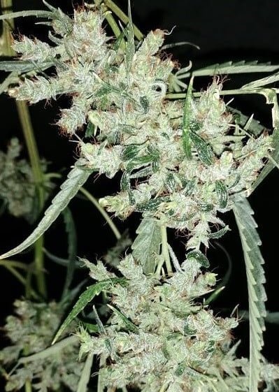 Ace Seeds Golden Tiger 3 Edition Limited Feminized Annibale Seedshop 12