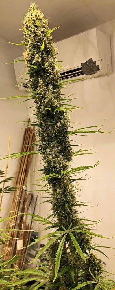 Ace Seeds Golden Tiger 3 Edition Limited Feminized Annibale Seedshop 3