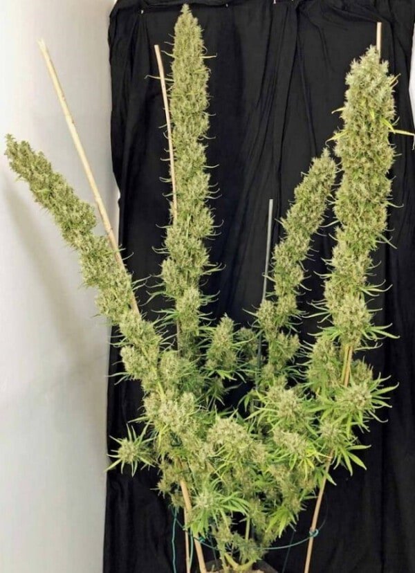 Ace Seeds Golden Tiger 3 Edition Limited Feminized Annibale Seedshop 8