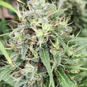 Ace Seeds Golden Tiger 3 Edition Limited Feminized Annibale Seedshop