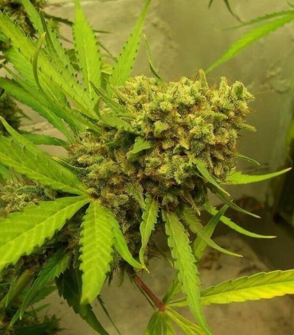 Ace Seeds Golden Tiger Feminized Annibale Seedshop 5