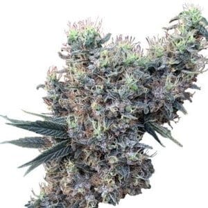 Ace Seeds Golden Tiger Panama Feminized Annibale Seedshop