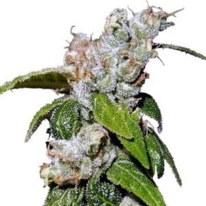 Ace Seeds Green Haze 19 A5 Feminized Annibale Seedshop