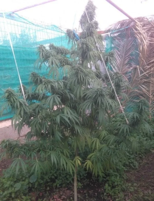 Green Haze 19 A5 Edizione Limitata Femminizzata - ACE Seeds - immagine 2