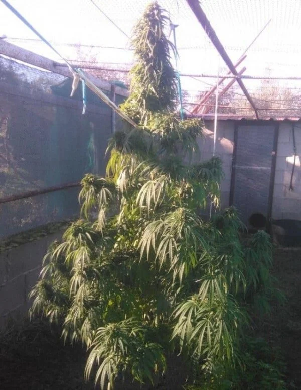 Green Haze 19 A5 Edizione Limitata Femminizzata - ACE Seeds - immagine 3