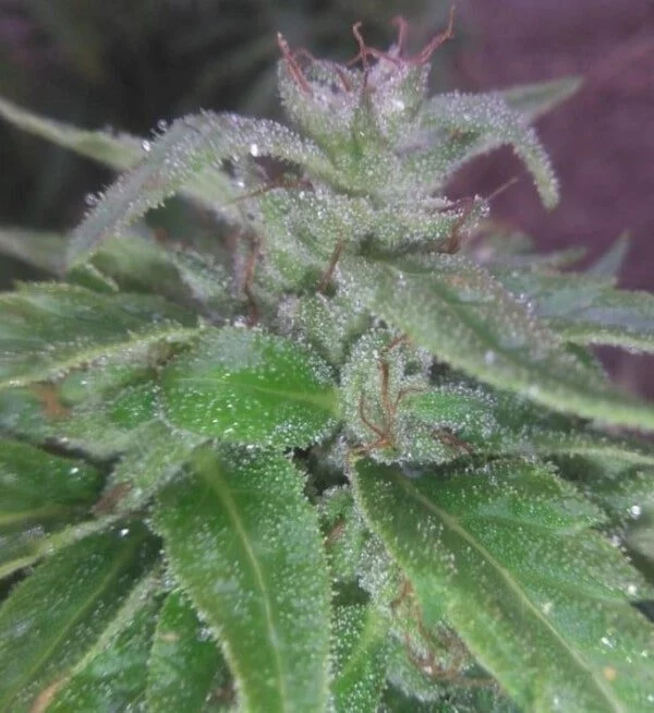 Green Haze 19 A5 Edizione Limitata Femminizzata - ACE Seeds - immagine 4