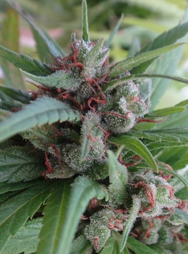 Ace Seeds Haze Kali China Feminized Annibale Seedshop 11