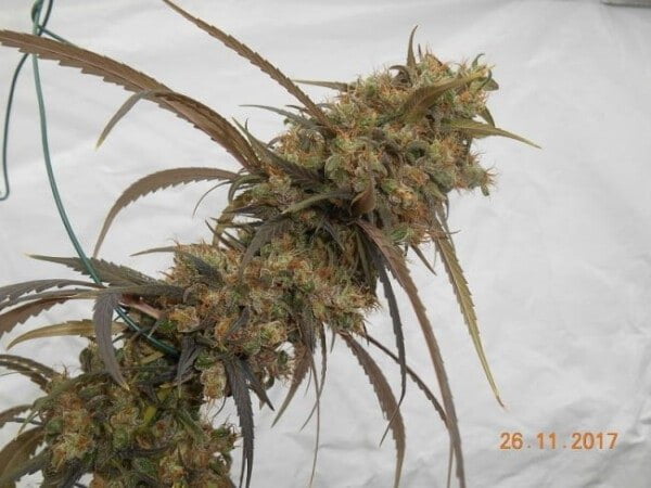 Ace Seeds Haze Kali China Feminized Annibale Seedshop 3