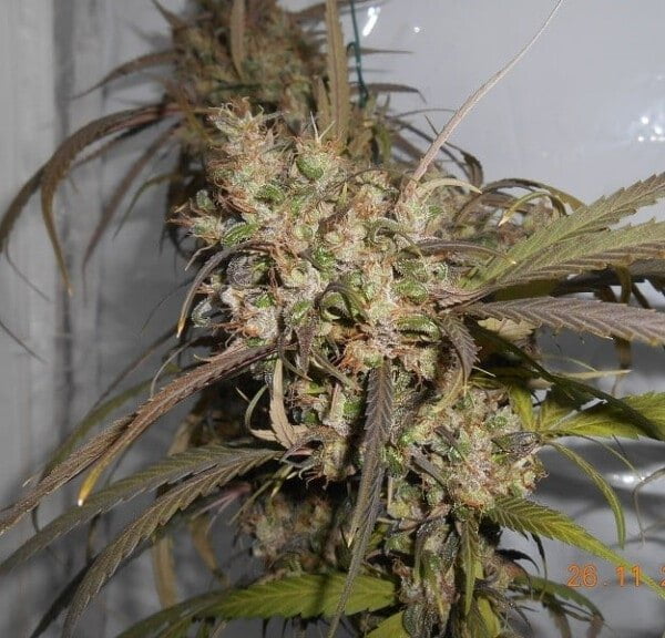 Ace Seeds Haze Kali China Feminized Annibale Seedshop 4