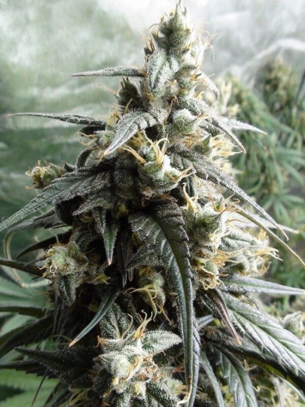 Ace Seeds Haze Kali China Feminized Annibale Seedshop 7