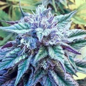 Ace Seeds Kali China Feminized Annibale Seedshop 4