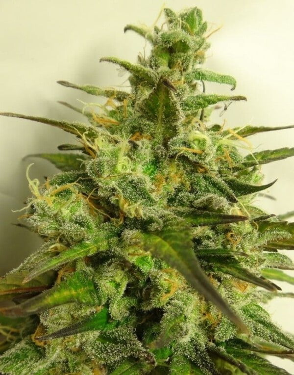 Ace Seeds Kali China Feminized Annibale Seedshop 6