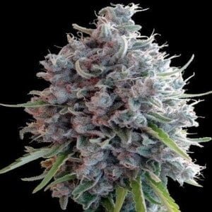 Ace Seeds Killer A5 Haze Feminized Annibale Seedshop