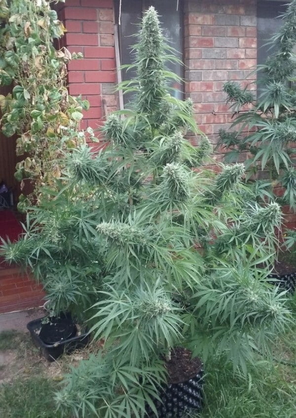 Killer A5 Haze Femminizzata - ACE Seeds - immagine 2