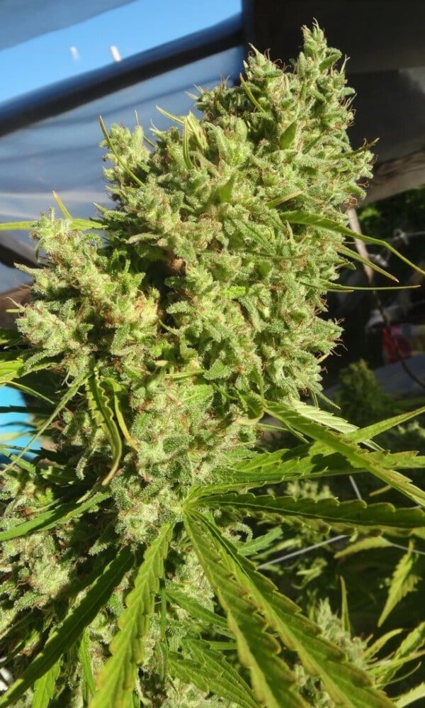 Killer A5 Haze Femminizzata - ACE Seeds - immagine 3