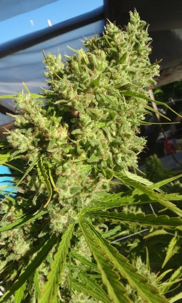 Ace Seeds Killer A5 Haze Feminized Annibale Seedshop 1