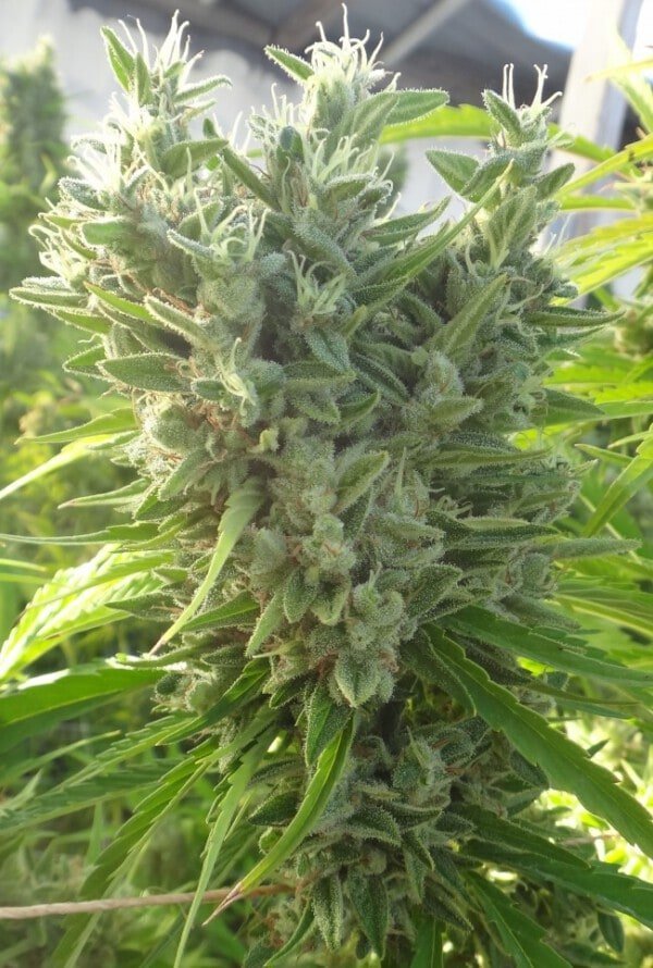 Killer A5 Haze Femminizzata - ACE Seeds - immagine 4