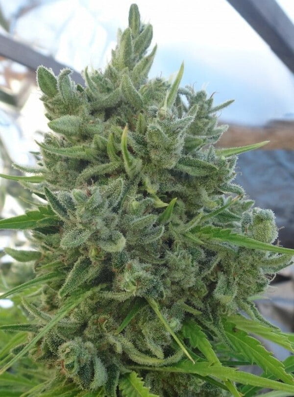 Killer A5 Haze Femminizzata - ACE Seeds - immagine 5