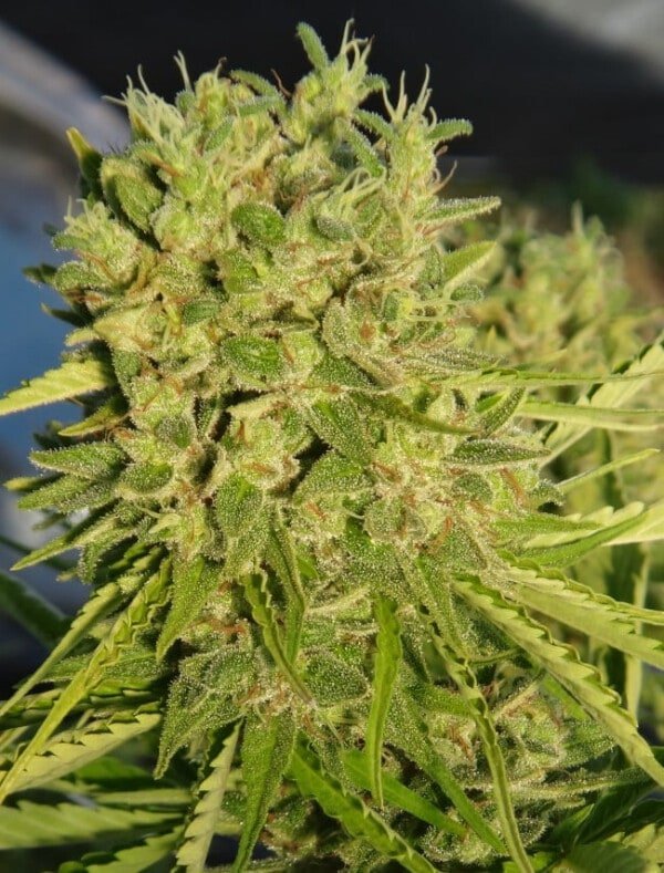 Killer A5 Haze Femminizzata - ACE Seeds - immagine 6