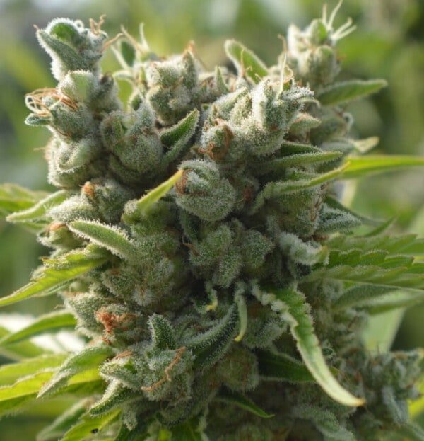 Killer A5 Haze Femminizzata - ACE Seeds - immagine 7