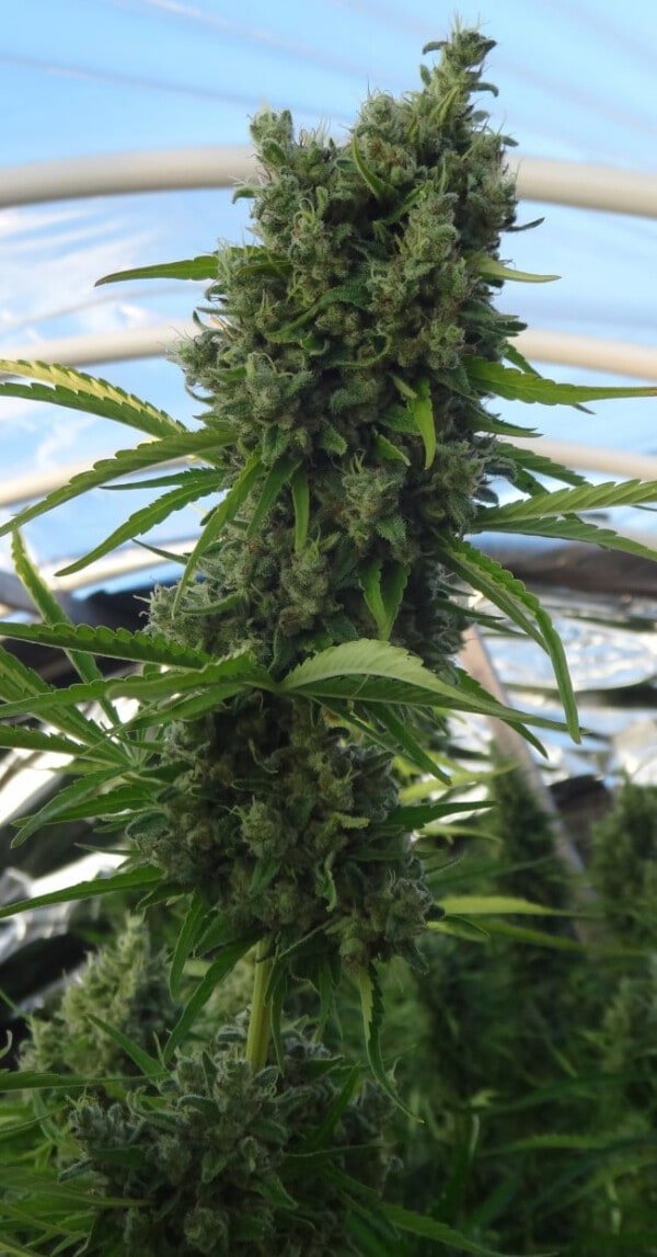 Killer A5 Haze Femminizzata - ACE Seeds - immagine 8