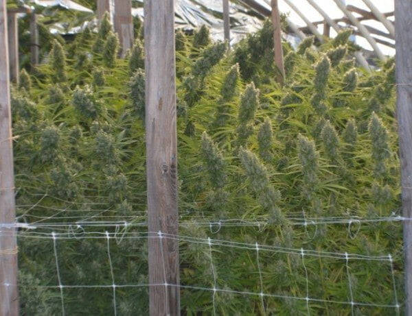Killer A5 Haze Femminizzata - ACE Seeds - immagine 9