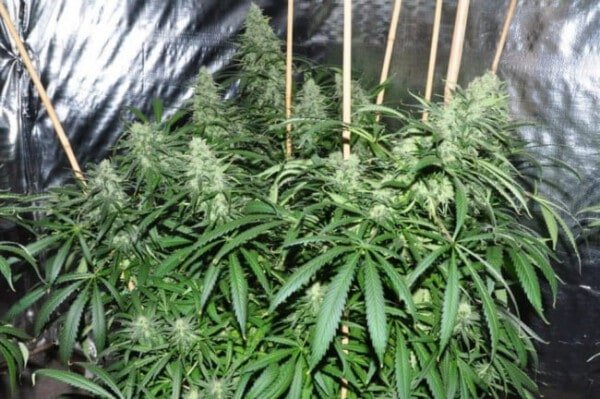 Ace Seeds Malawi Feminized Annibale Seedshop 2