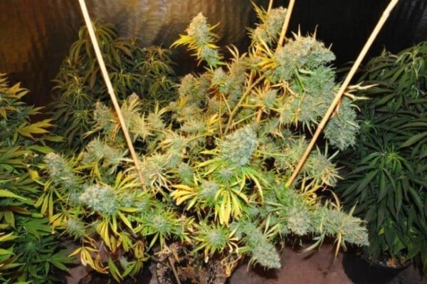 Ace Seeds Malawi Feminized Annibale Seedshop 3