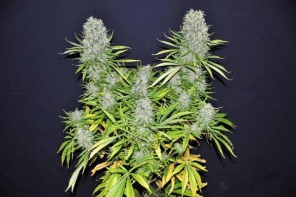 Ace Seeds Malawi Feminized Annibale Seedshop 4