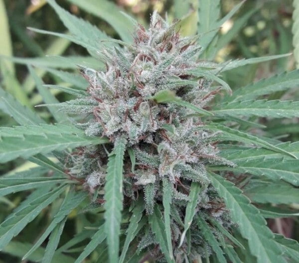 Ace Seeds Malawi Feminized Annibale Seedshop 5