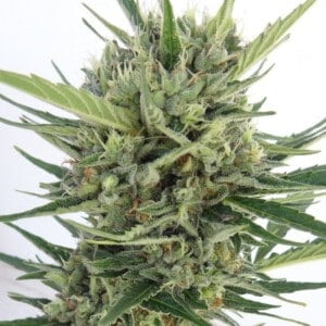 Ace Seeds Malawi Nl Auto Feminized Annibale Seedshop 2